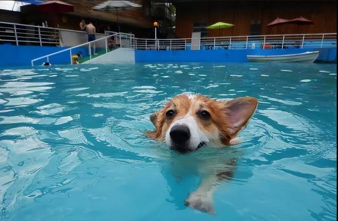 狗刨竟然属于自由泳为什么比赛中没人用?游泳姿势有几种(图2)