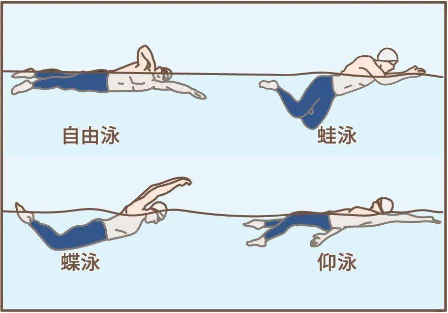 科普视频制作:游泳的姿势有哪几种?正式的游泳比赛中主要有4种(图2)